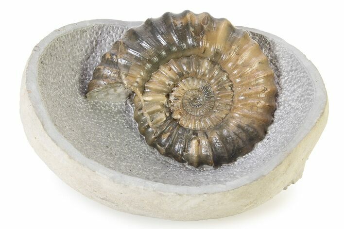 Ammonite (Androgynoceras) Fossil In Concretion - England #316890